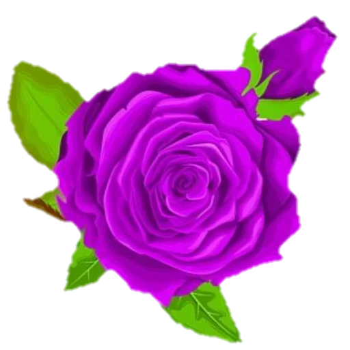 лиловая роза, фиолетовая роза, фиолетовые розы клипарт, фиолетовая роза без фона, фиолетовая роза прозрачном фоне