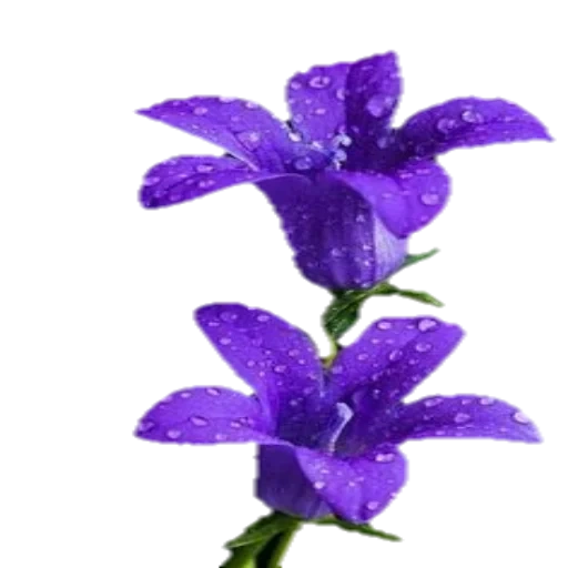 синие цветы, цветы цветы, красивые цветы, фиолетовые цветы, темно фиолетовые цветы