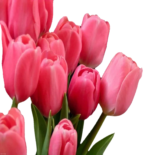 тюльпан розовый, тюльпаны красивые, тюльпан molto amata, тюльпаны голландские, тюльпан даймонд нежно-розовый