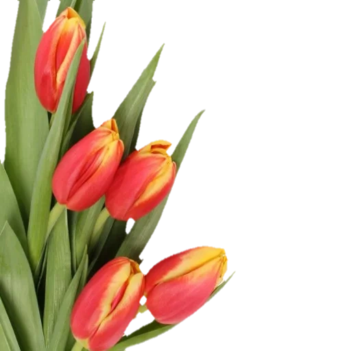 тюльпаны, фон тюльпаны, тюльпаны клипарт, тюльпаны открытки, тюльпаны прозрачном фоне