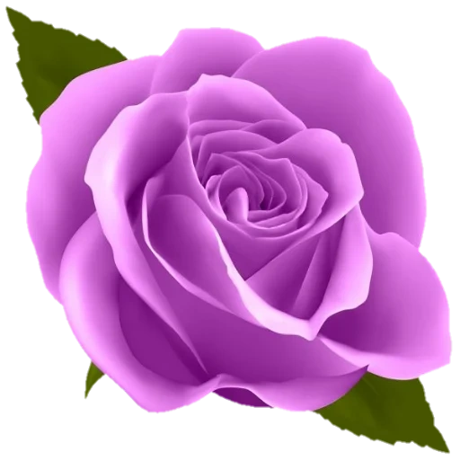 клипарт розы, сиреневые розы, розы фиолетовые, голубые цветы белом фоне, сиреневые розы прозрачном фоне