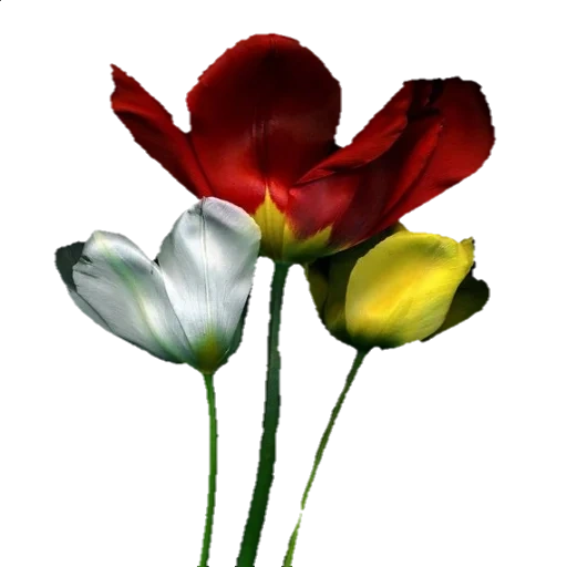 тюльпаны, тюльпаны цветы, красный тюльпан, тюльпаны срезанные, тюльпаны красного цвета