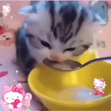 gatto, gatto, cane di mare, un bel sigillo, gattino beve latte con un cucchiaio