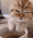cat, morning cat, sleepy cat coffee, a sleepy kitten with a cup, funny animals cats