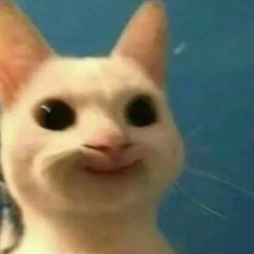 memes, gatos, memes de gatos, animales, memic lindo gato