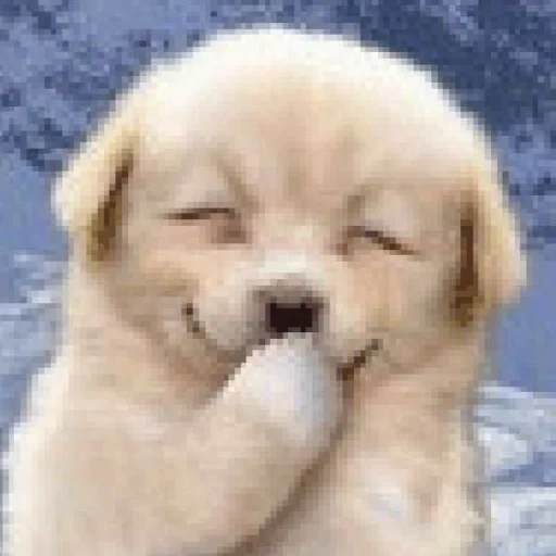 dog, dogs, puppy smile, dogs are cute, the puppy laughs