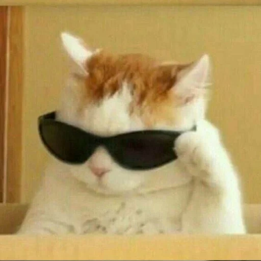 cat with glasses, the cat is cool, cool cat meme