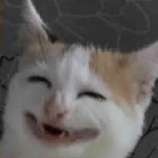 cat, cat meme, memic cat, the cat laughs a meme, the cat with human teeth