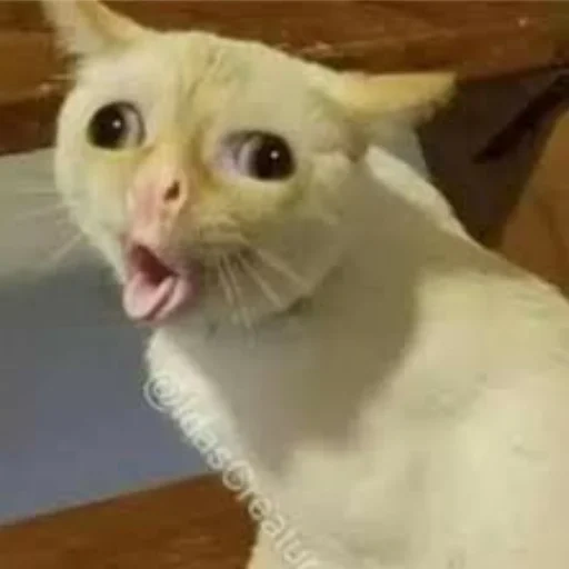 cat meme, b, mem cat, coughing cat, coughing cat meme