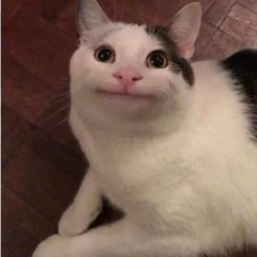 cat, cat meme, polite cat, funny cats, the cat smiles at the meme