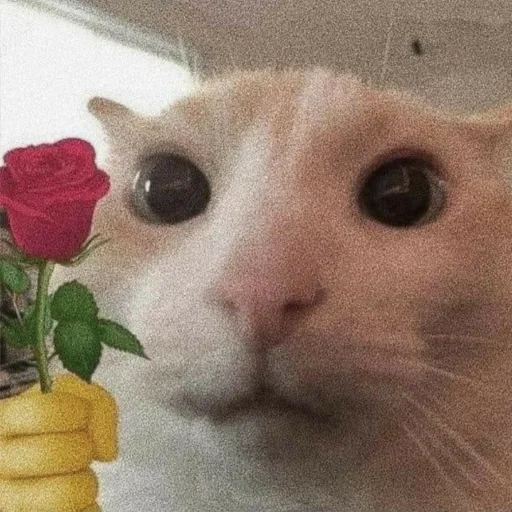 die seehunde, die katze, die pikcha katze, lustige katze, katze rose meme