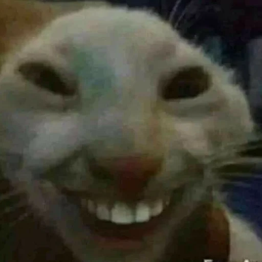 cat, the cat with a meme with teeth, the cat is a smile meme, the cat smiles at his teeth, funny animal faces