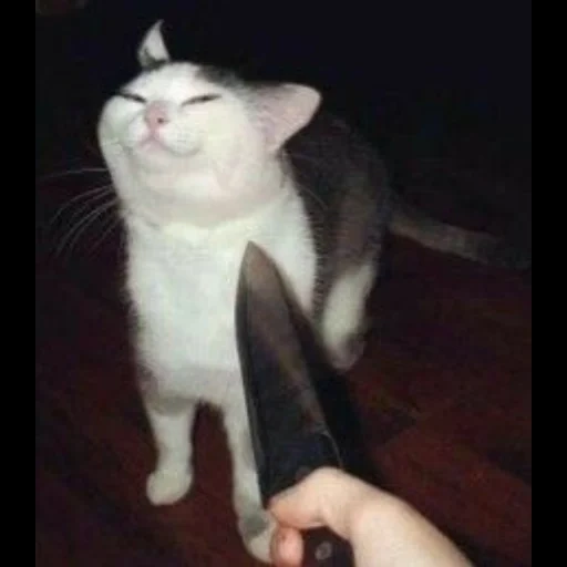 кот, smug cat, коты юмор, кот ножом, кошка ножом