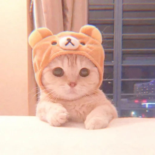 kucing lucu, kucing lucu, kucing saya, kucing lucu, anak kucing yang lucu