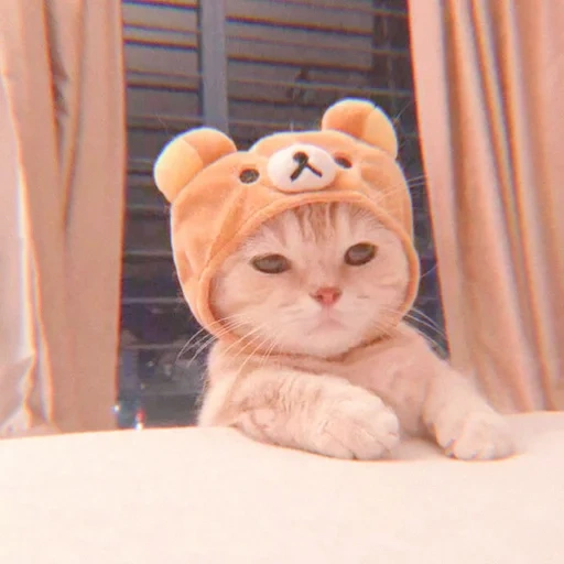 kucing lucu, kucing lucu, topi kucing yang lucu, hewan paling lucu, foto kucing lucu