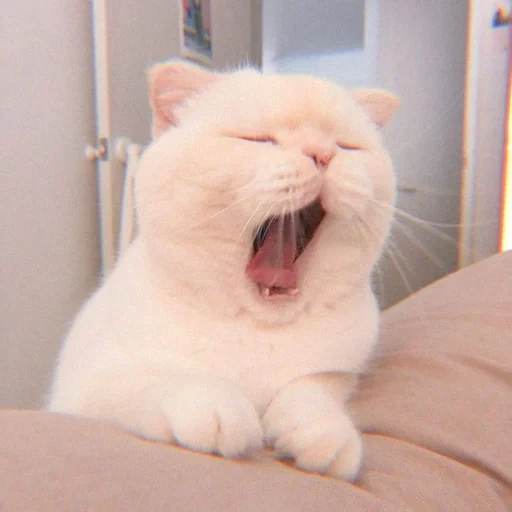 gato, motivo de gato fofo, gato branco boceja, animal alegre, gatos fofos são engraçados
