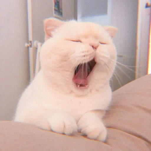 gato, querido meme de gato, bostezo de gato blanco, animales divertidos, los lindos gatos son divertidos