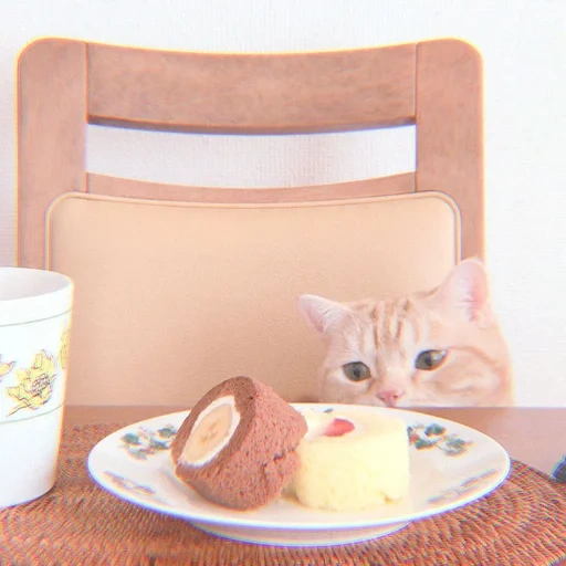 morning cat, morning cats, cats breakfast, the cat is breakfast, good morning kat