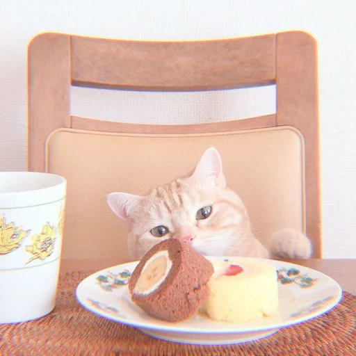 morning cat, morning cats, cats breakfast, the cat is breakfast, funny animals