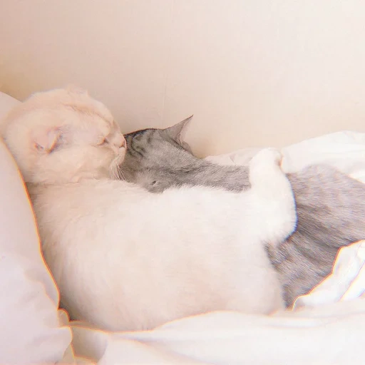 кошки, кошечка, милые котики, сладких снов милый, сладких снов котик