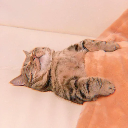 gatto, gatto dormiente, meme del gatto, gatto è divertente, animali ridicoli