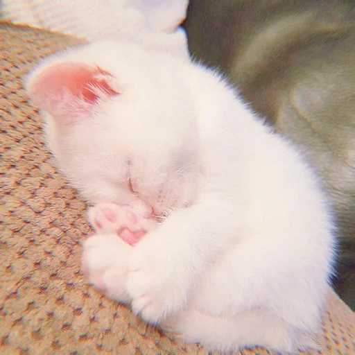 charmant phoque, chaton blanc, chat mignon blanc, chaton blanc endormi, drôle et mignon phoque