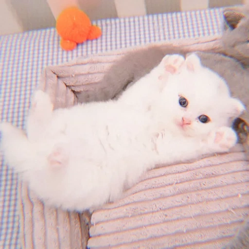 gato, gatito blanco, querido gato blanco, querido gatito blanco, gatito blanco esponjoso