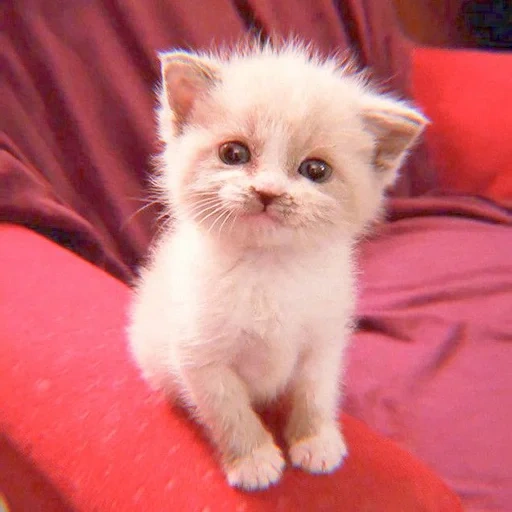 gato, cão do mar, gatinho peludo, gatinho encantador, selo bonitinho