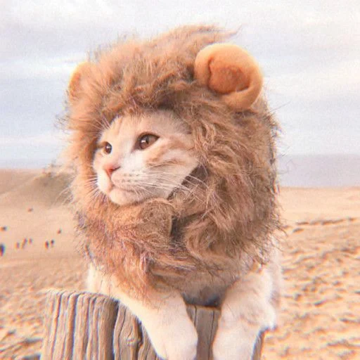 leo dari surai, surai singa, singa menangis, singa kostum kucing, mane of cat singa