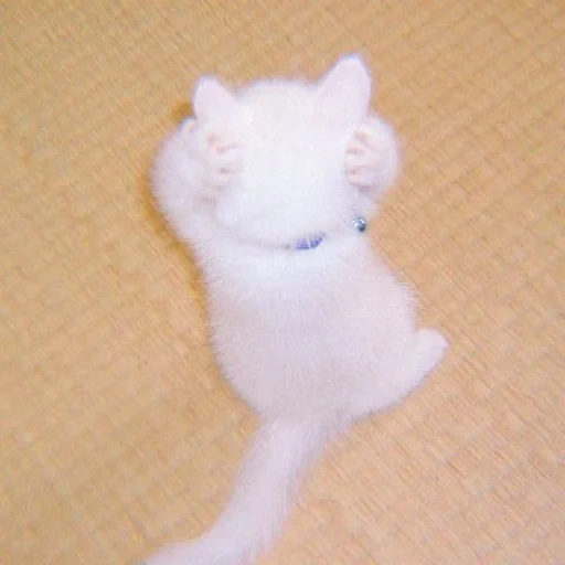 gato, cat, gato, gato branco, selo engraçado