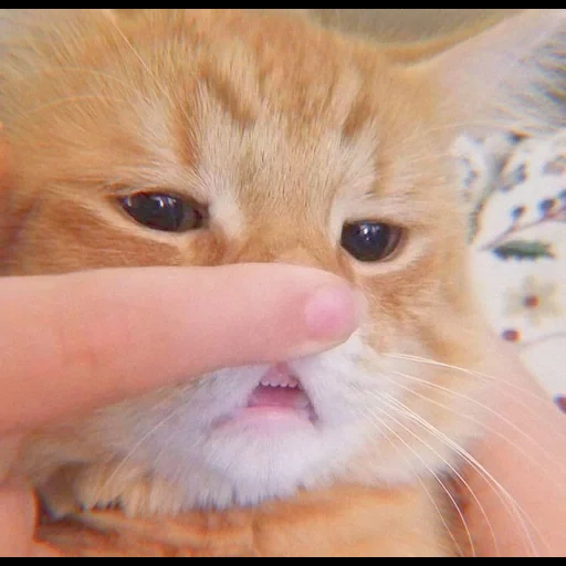 gato, el gato es divertido, los dientes del gato, animal de gato, los dientes de ganado son lindos