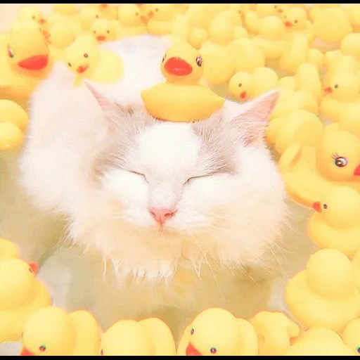 kucing, kucing itu lucu, kucing lucu, kucing lucu itu lucu, kucing dengan bebek kamar mandi