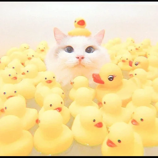 les chats sont mignons, charmant phoque, les chats sont mignons, les chattes mignonnes sont drôles, chat baignant le canard