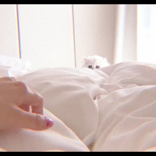 cama, roupa de cama, fluffy cat, momento da vida, cama de gato branco