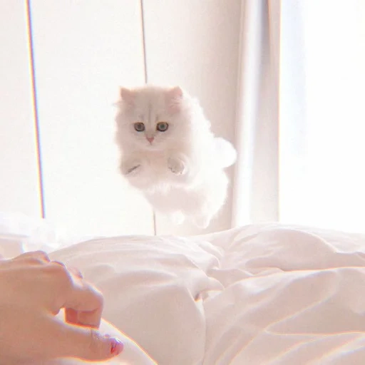 cat, cute cats, the cat is fluffy, cats aesthetics, cute cats aesthetics