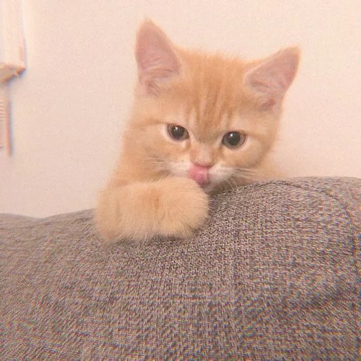 gato, cão do mar, gatinho vermelho, gatinho de pêssego, gatinho encantador