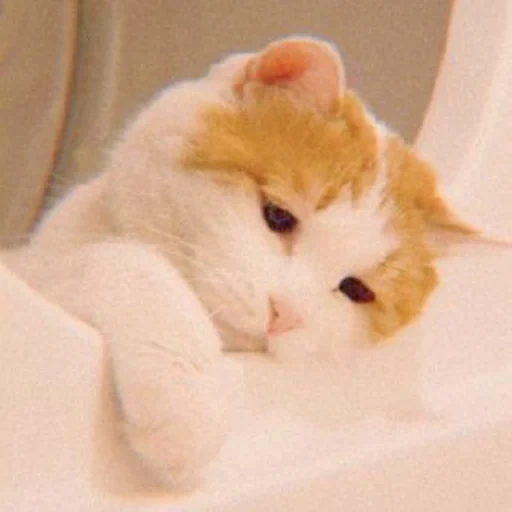 the cat is sad, sad cat, upset cat, a frustrated cat, a cute sad cat