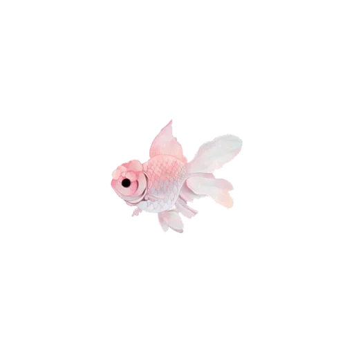 pink fish, fish with a white background, cute pink fish, goldfish is pink, pink fish with a white background