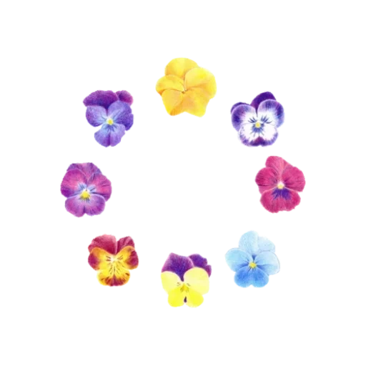 pansies, purple flowers, anniutins are purple eyes, viola flowers vector image, flower garlands of paper annie eye