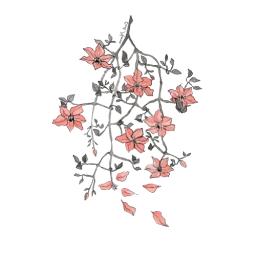 sakura flowers, flowers drawing, flowers illustration, flowers drawing aesthetics, aesthetic flowers with a transparent background