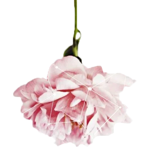 fiori, peonie rosa, fiori floristici, fiori artificiali, flowers of peonies twigs