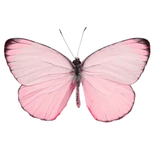 papillon, papillon, papillons roses, papillon rose blanc, papillons roses avec un fond transparent