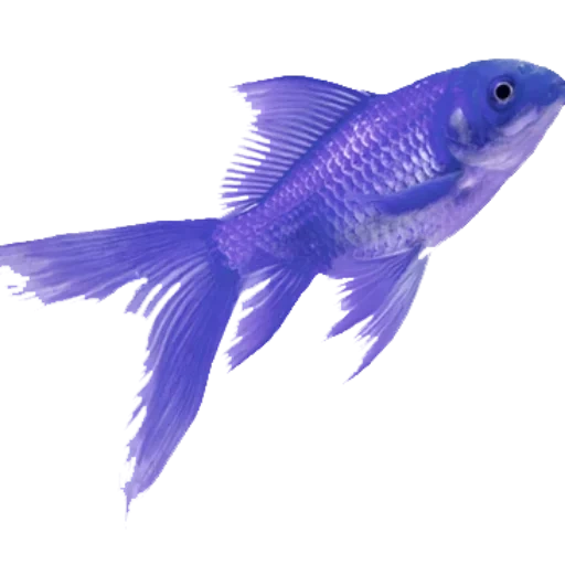 blue fish, blue fish, purple fish aesthetic, blue fish with a white background, orange fish aquarium