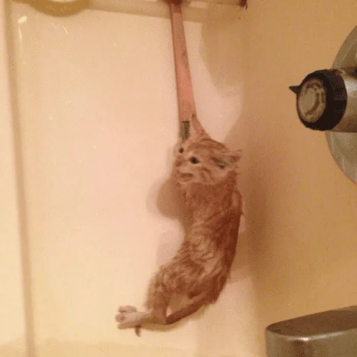 gato, gato, el restante, el gato está en la ducha