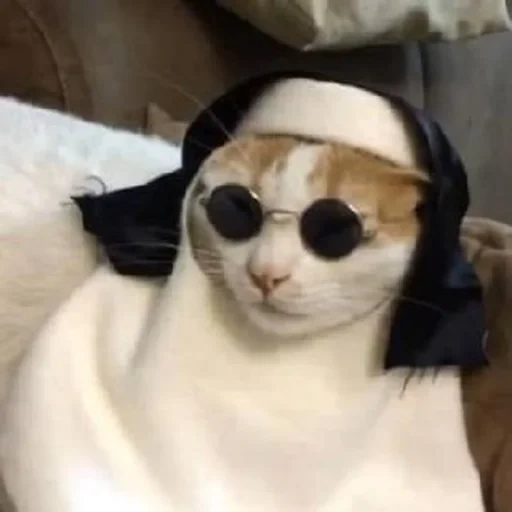 cat, cat, tolik cat, cats are catholic, funny cat