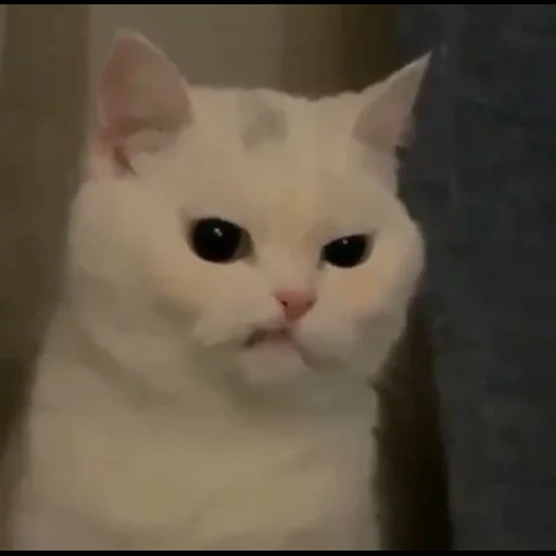 gato, gato, meme de gato, meme de gatinho, gatos