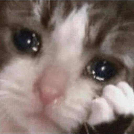 gato, o gato está chorando, gato triste, gato chorando, um gato chorão