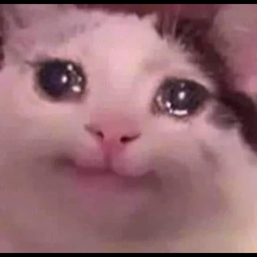 meme kucing, crying cat, kucing lucu, crying cat, kucing lucu itu lucu