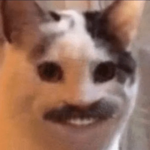 memes, gato, o gato sorri no meme, o gato com um sorriso humano, meme de gato por dentes humanos