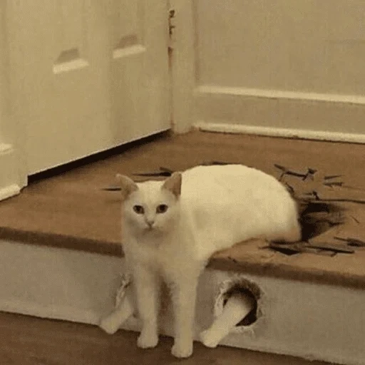 gato, gato, meme de gato, o gato está meio empastado, meme de gato branco